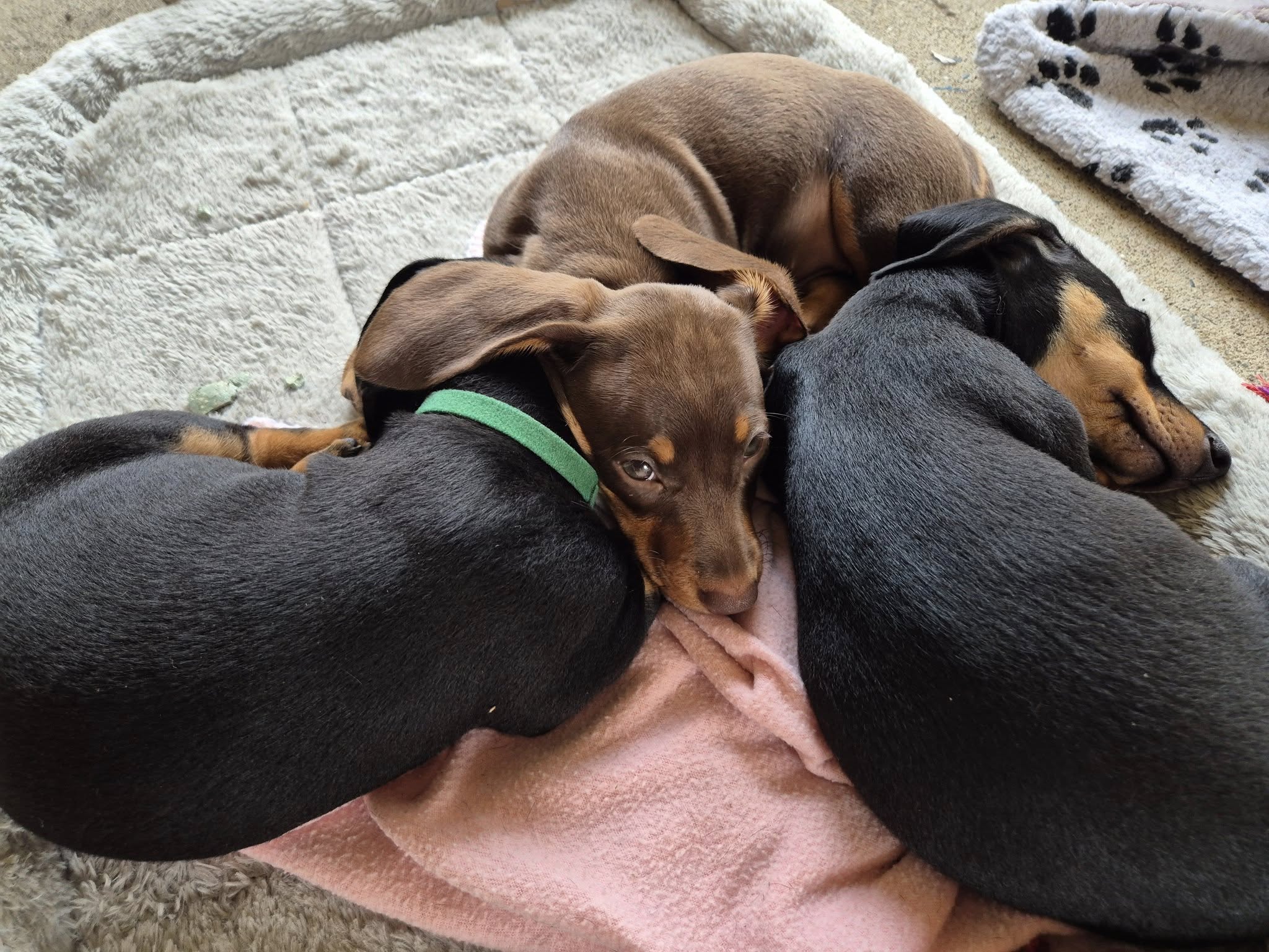 Dachshund Puppies Melbourne