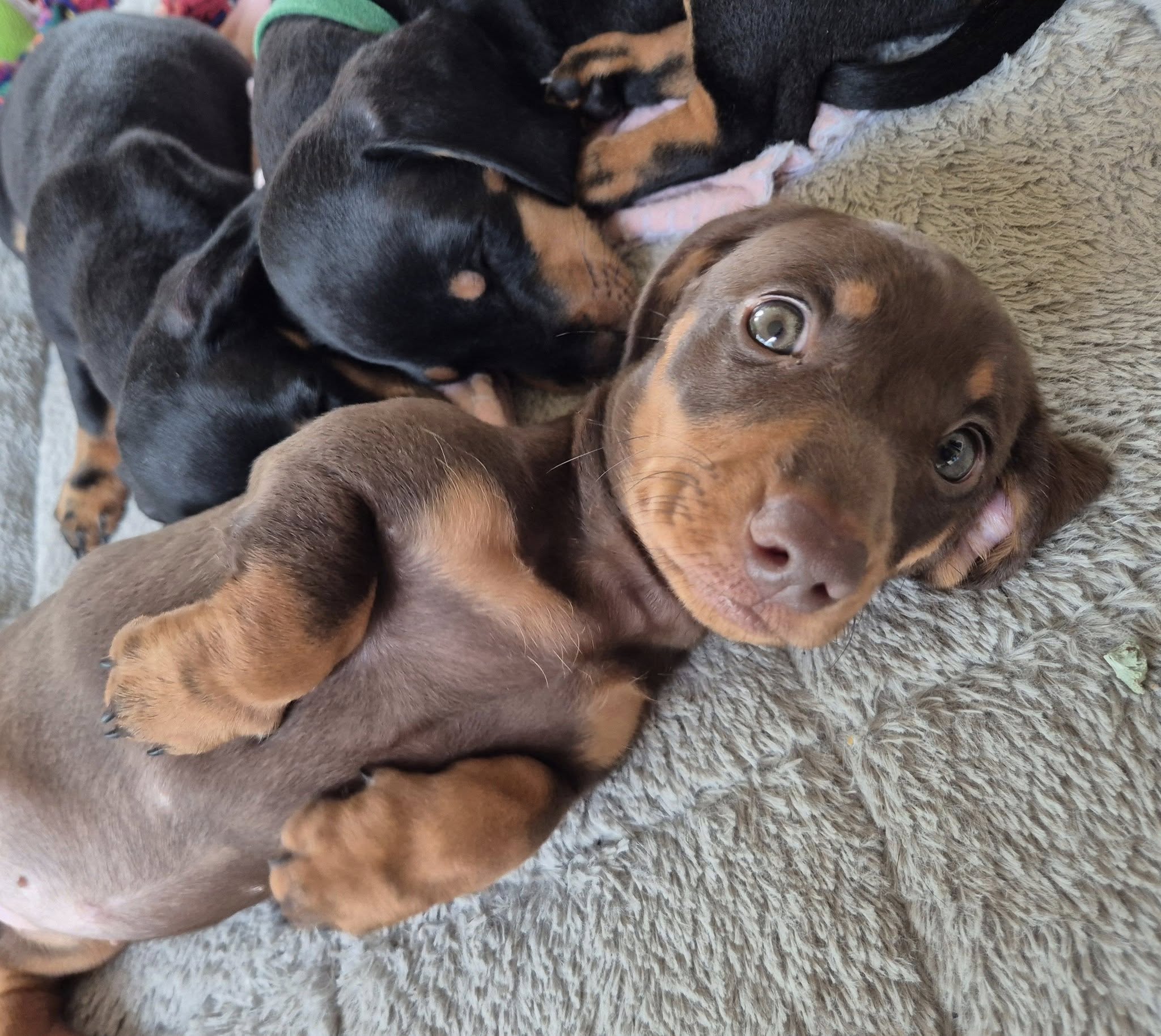 Dachshund Puppies Sydney