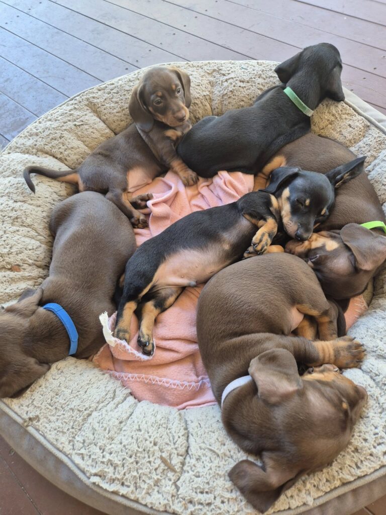 Dachshund Puppies Melbourne