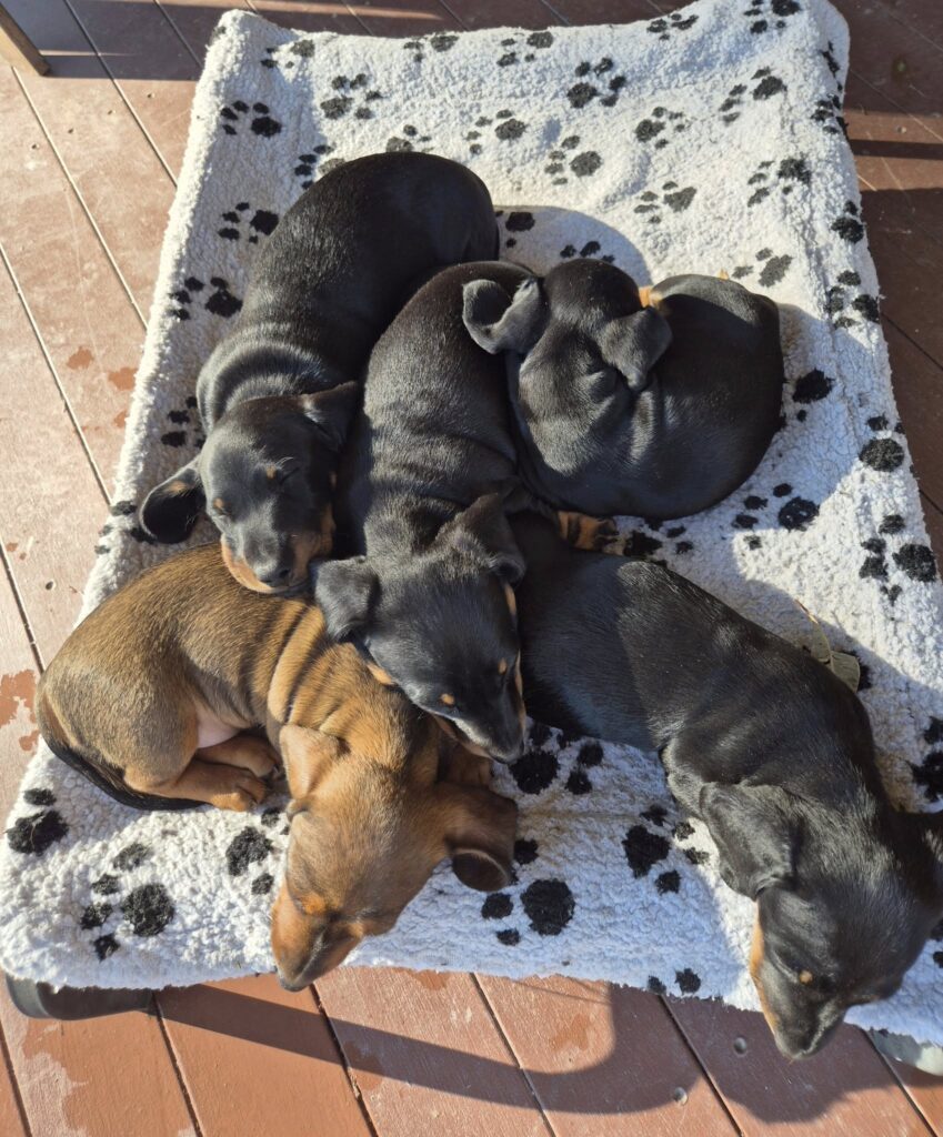 Dachshund Puppies Sydney